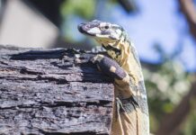 lace monitor