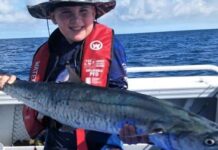 Spanish mackerel