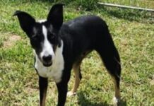 Spike adoption foster