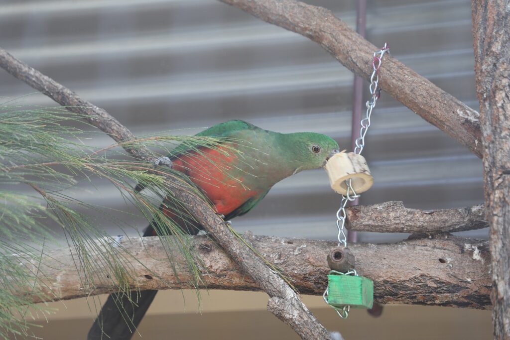 Carinbundi at the zoo