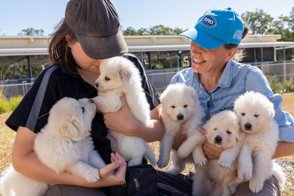 Maremma puppies