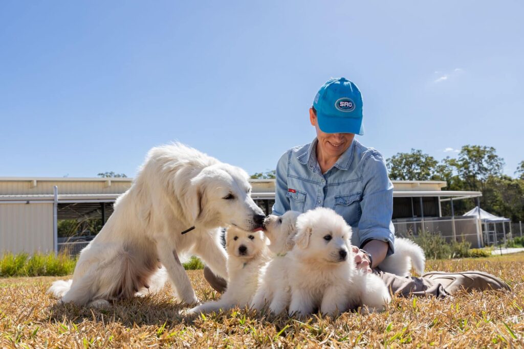 Maremma puppies