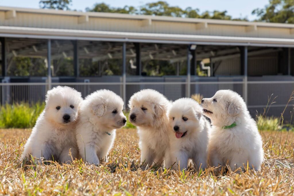 Maremma puppies