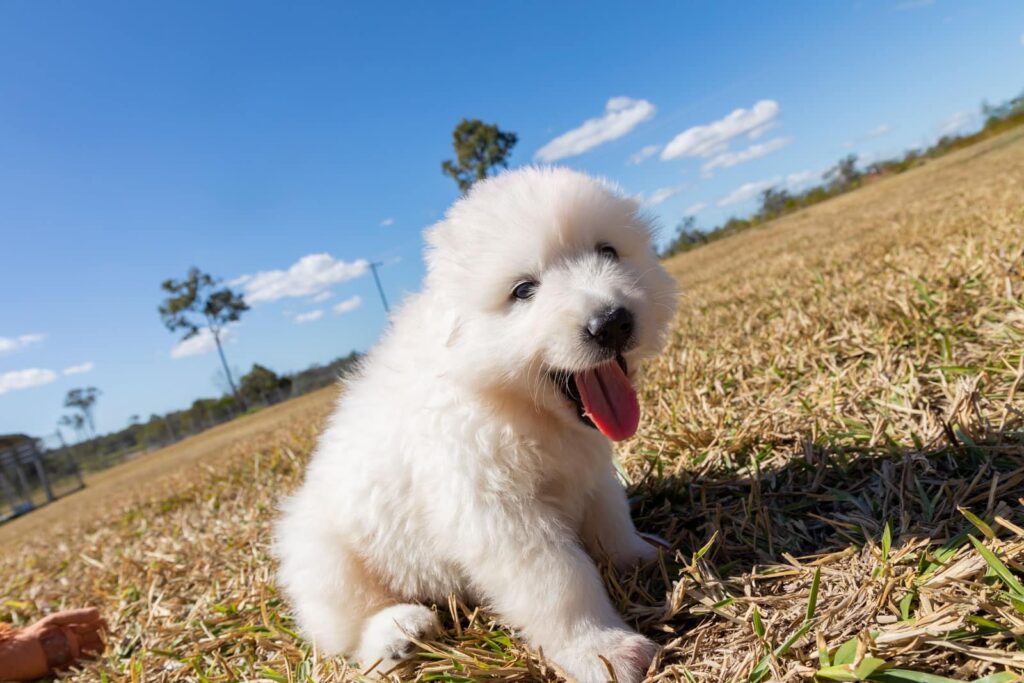 Maremma puppies