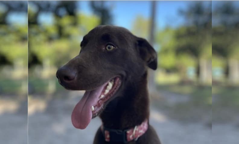 Cooper Bundaberg RSPCA