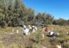 Bundaberg Regional Council dune care How to