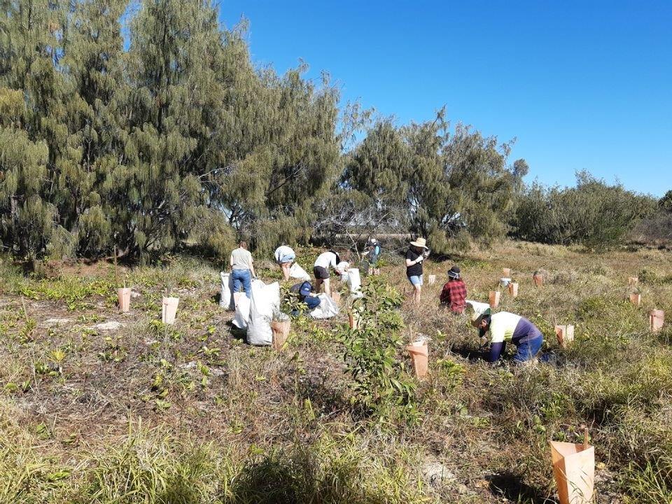 Bundaberg Regional Council dune care How to