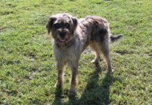 Maggie Red Collar Rescue