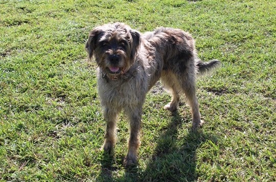 Maggie Red Collar Rescue