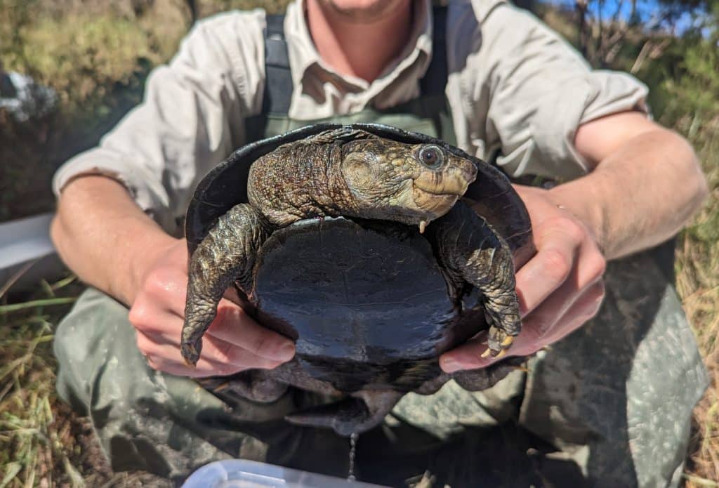 scientists turtles baffle