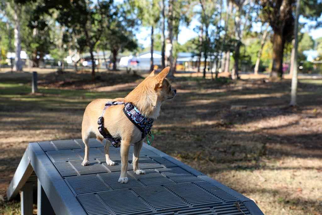 Moore Park Beach Dog Park