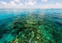 how to help protect the reef Great Barrier Reef clean-up