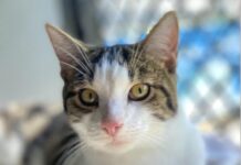oliver Bundaberg RSPCA