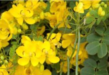 Invasive plants pose a serious risk. You can report a suspected weed by contacting Council’s Biosecurity Officers.