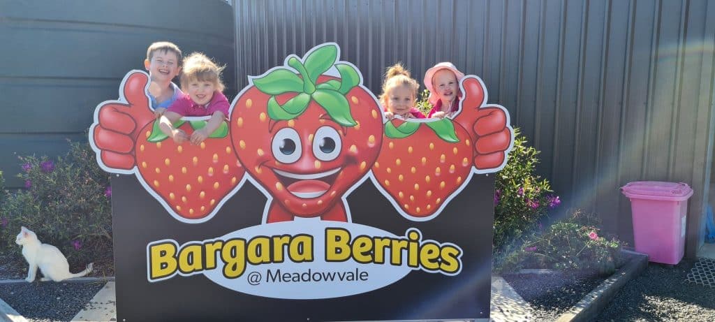 Bargara Berries 21