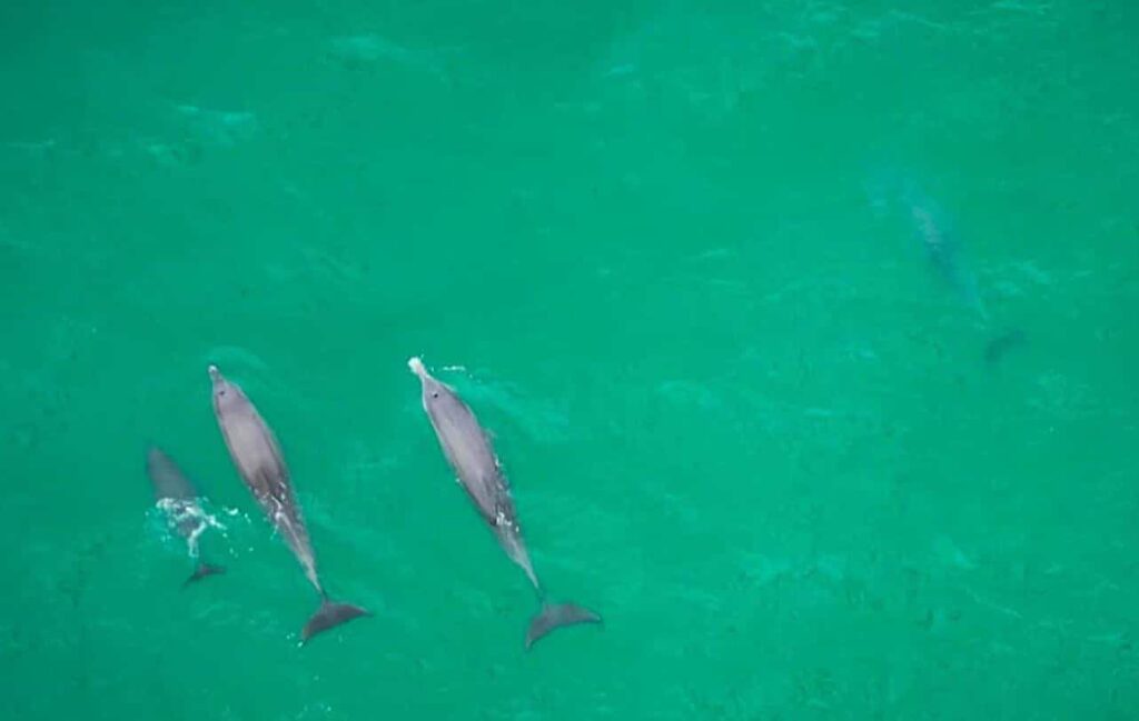 dolphins Bargara