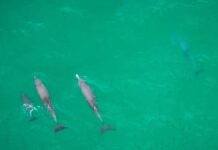 dolphins Bargara