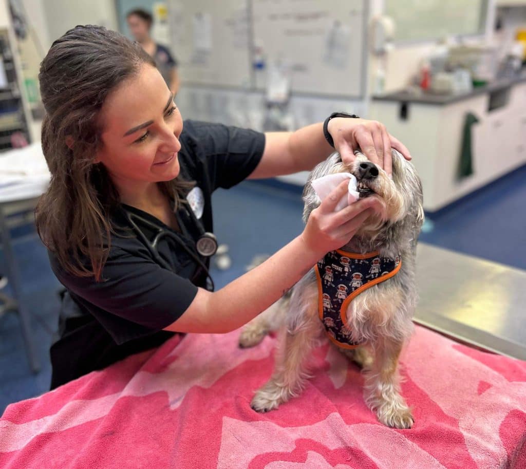 veterinarian pet