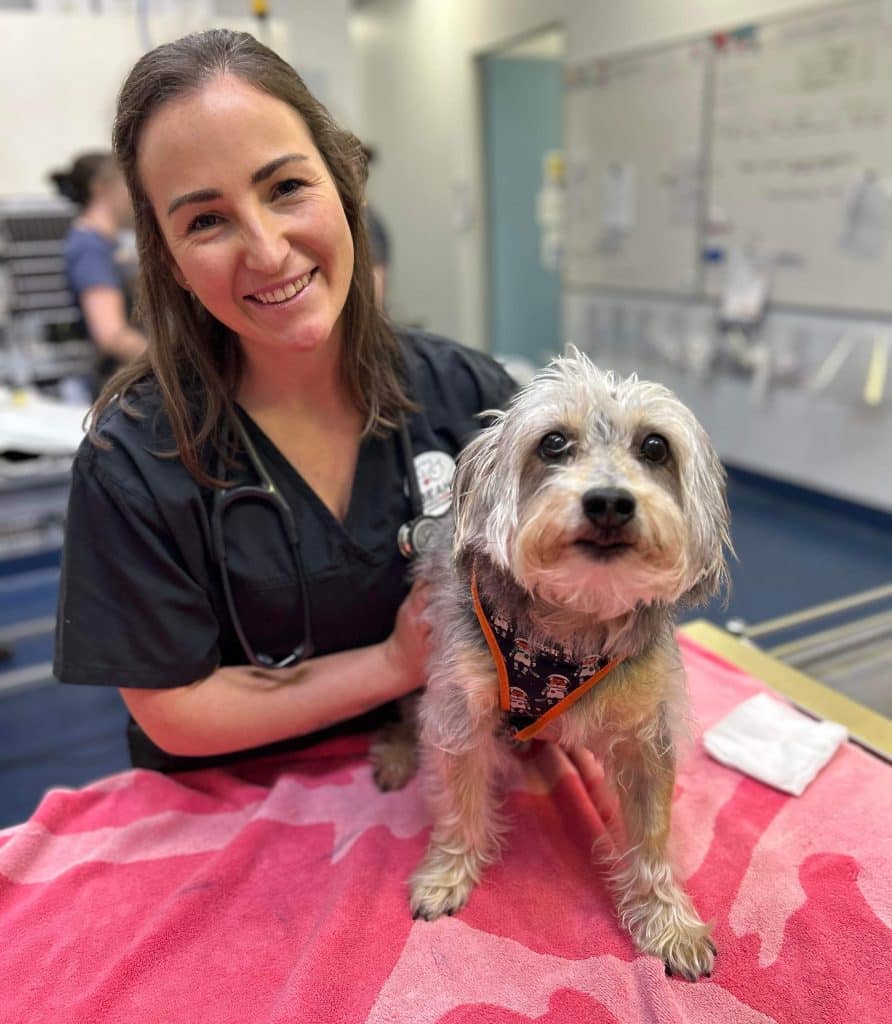 veterinarian pet