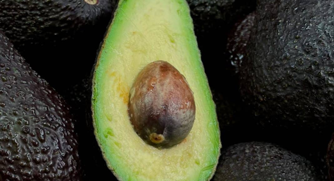 Avocado forum