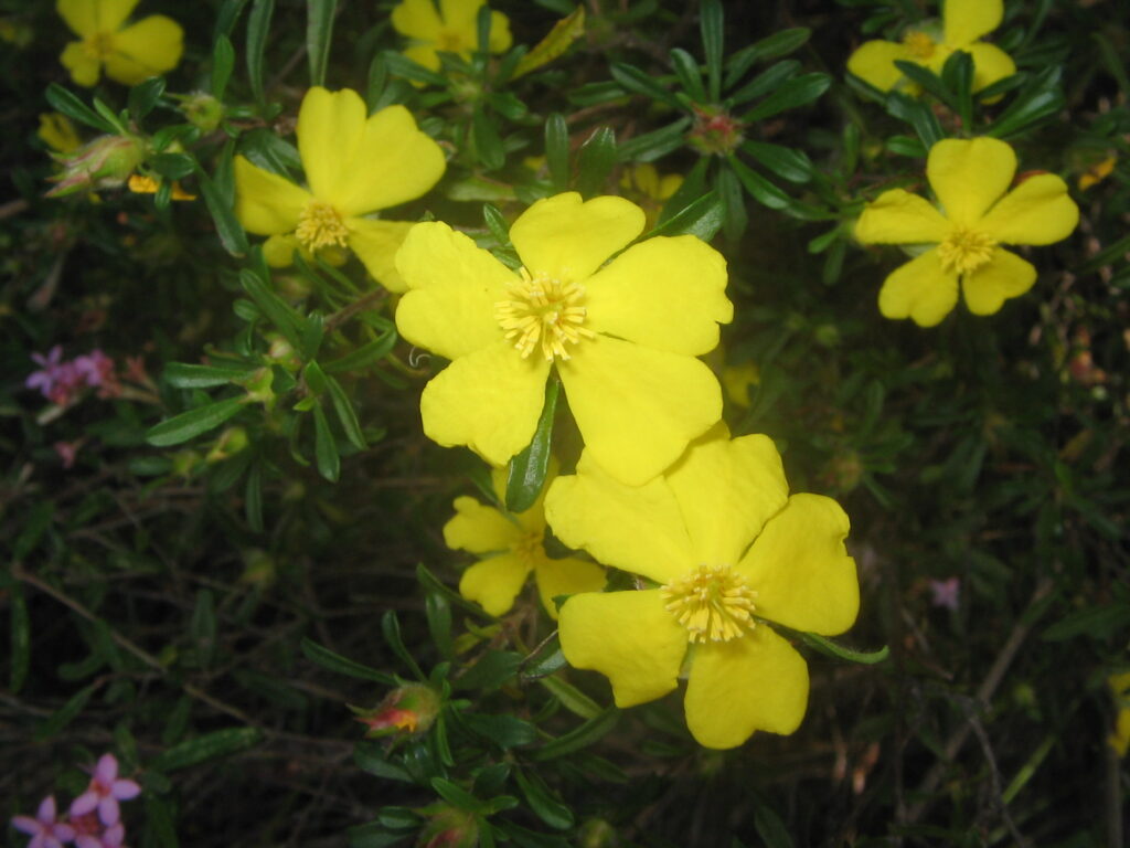 Vera Scarth-Johnson Wildflower Reserve free wildflower guided walk