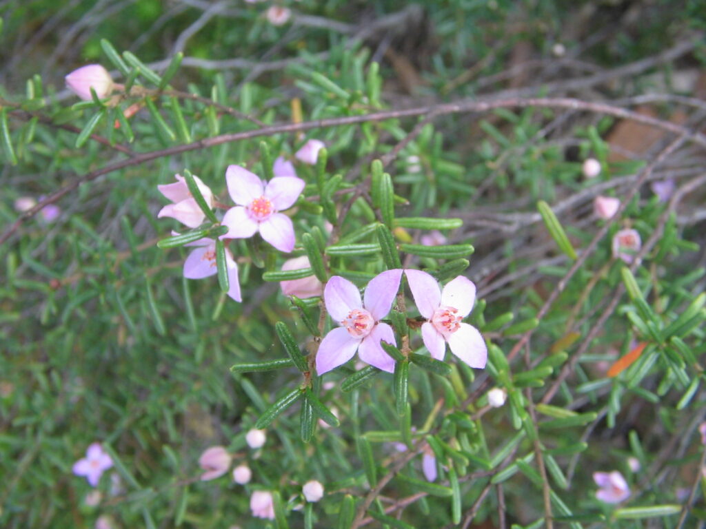 free wildflower guided walk Vera Scarth-Johnson Wildflower Reserve