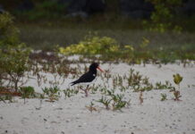 shorebird population