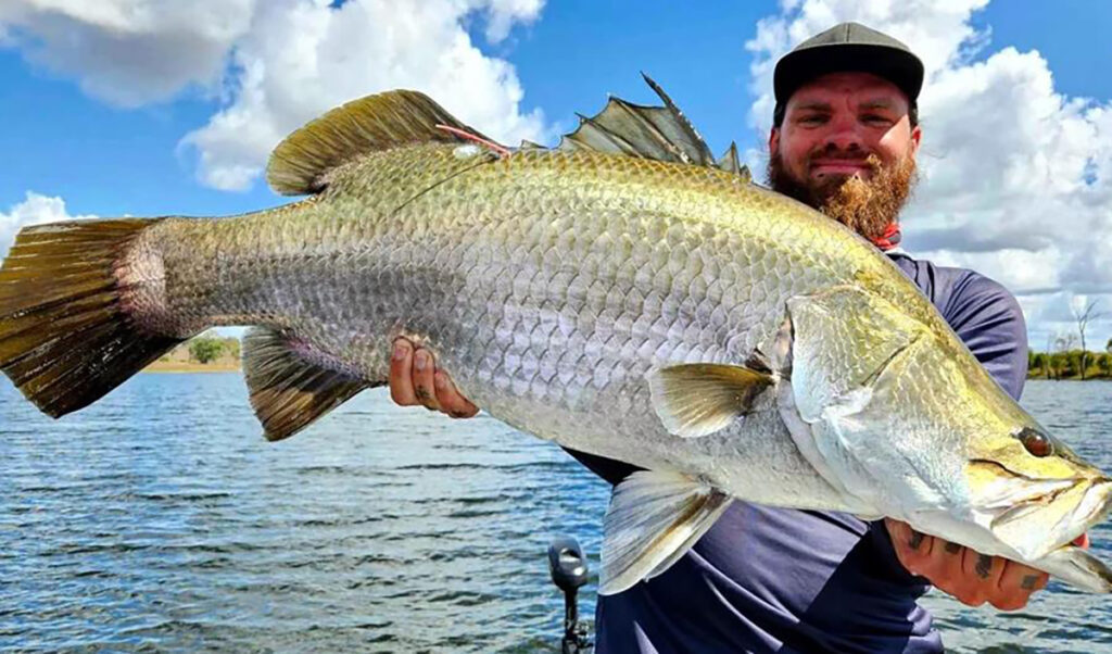 Nelson Philips with a monster Lake Monduran barra caught this week