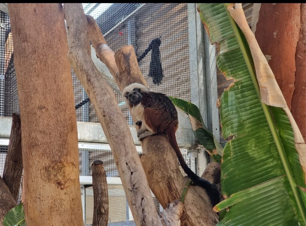 International Day of the Cotton-top Tamarin Philippe