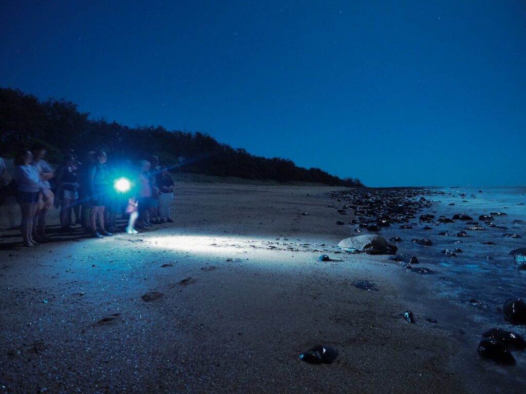 Mon Repos Turtle Encounter tourism