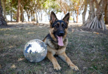 Dogs' Day Out Burnett Heads sensory dog off-leash park