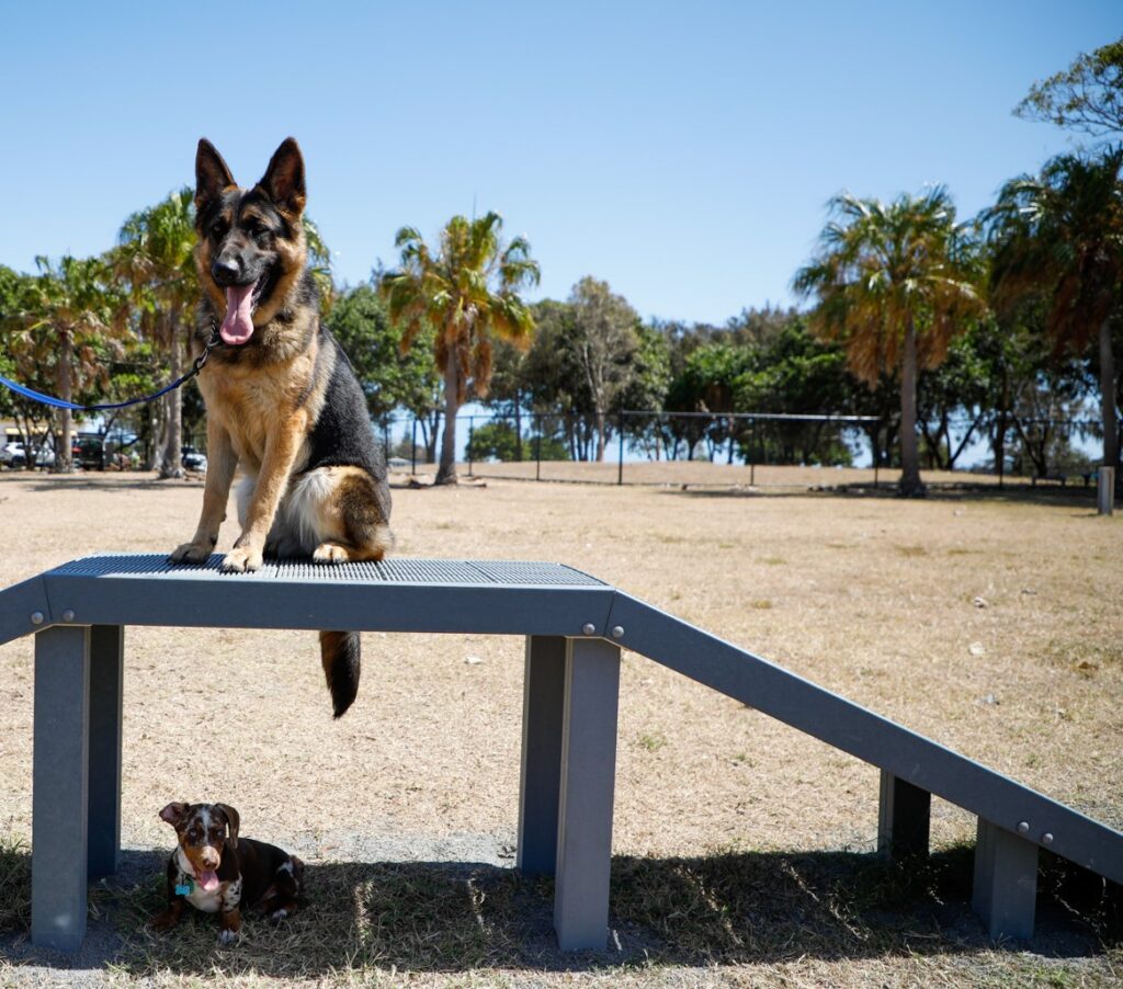 Dogs' Day Out Burnett Heads sensory dog off-leash park