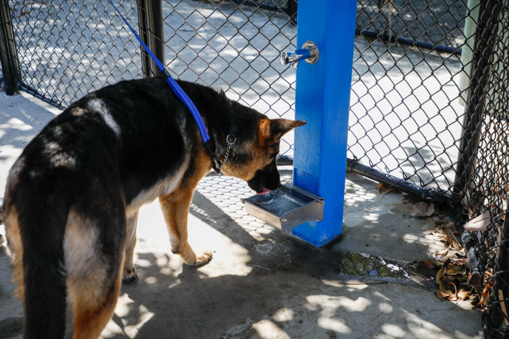 Dogโs Day Out Burnett Heads sensory dog off-leash park