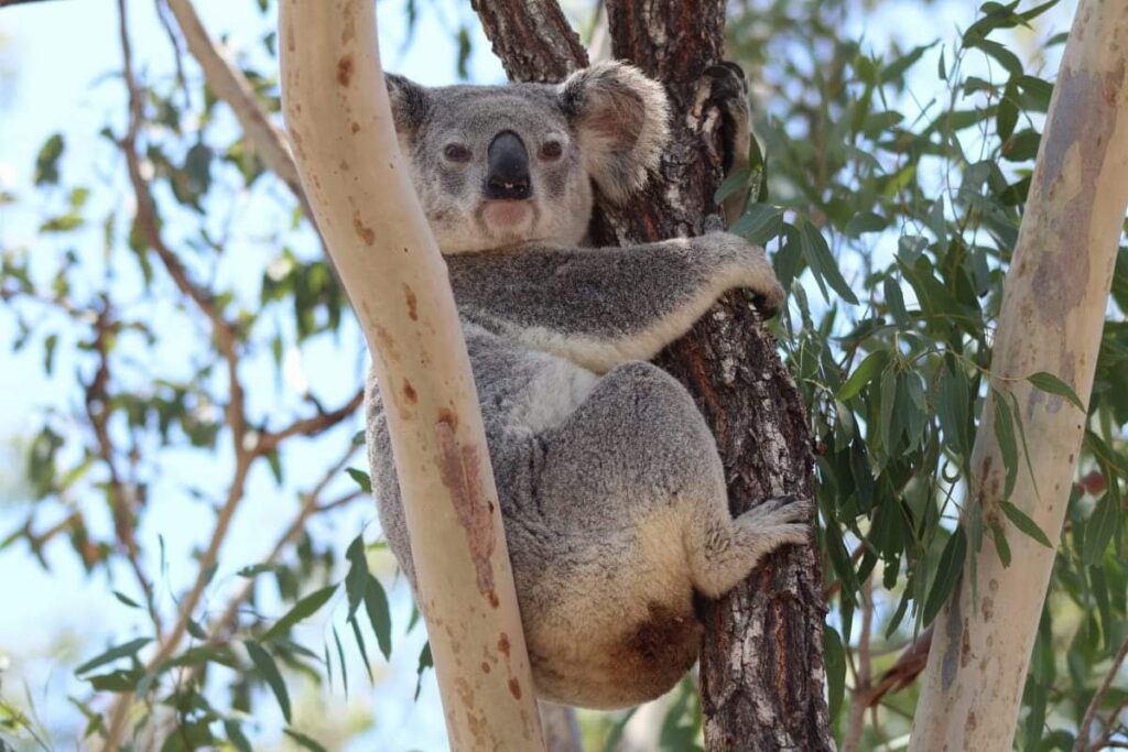 Community encouraged to capture koala sightings photo competition conservation