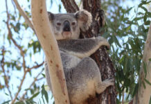 Gin Gin Koala sighting captured by Gail Connell. Photo: contributed.