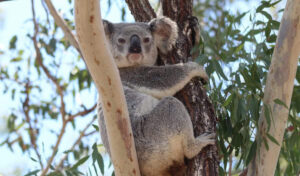 Gin Gin Koala sighting captured by Gail Connell. Photo: contributed.