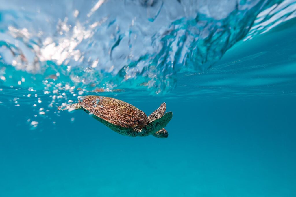 Turtle in marine milbi environment
