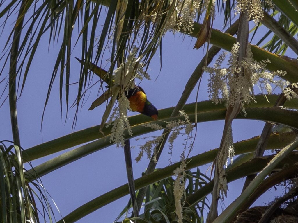 Aussie Bird Count rainbow lorikeet