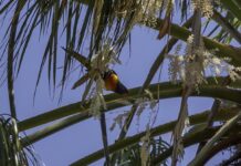 Aussie Bird Count rainbow lorikeet