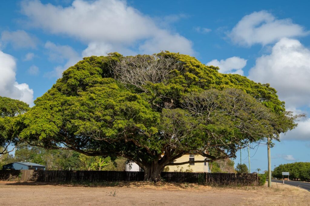 Baroling State School
tree