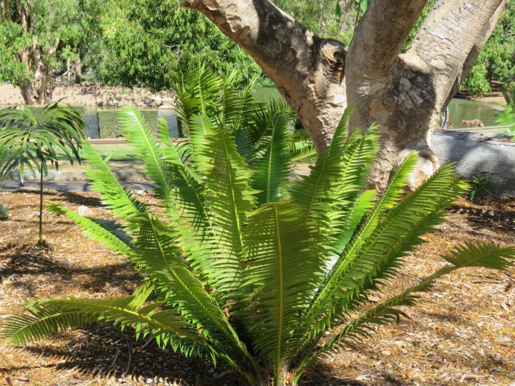 Bundaberg Botanic Gardens cycads Caleb Bird