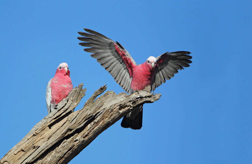 Aussie bird count
lorikeet