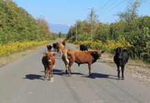 report wandering livestock