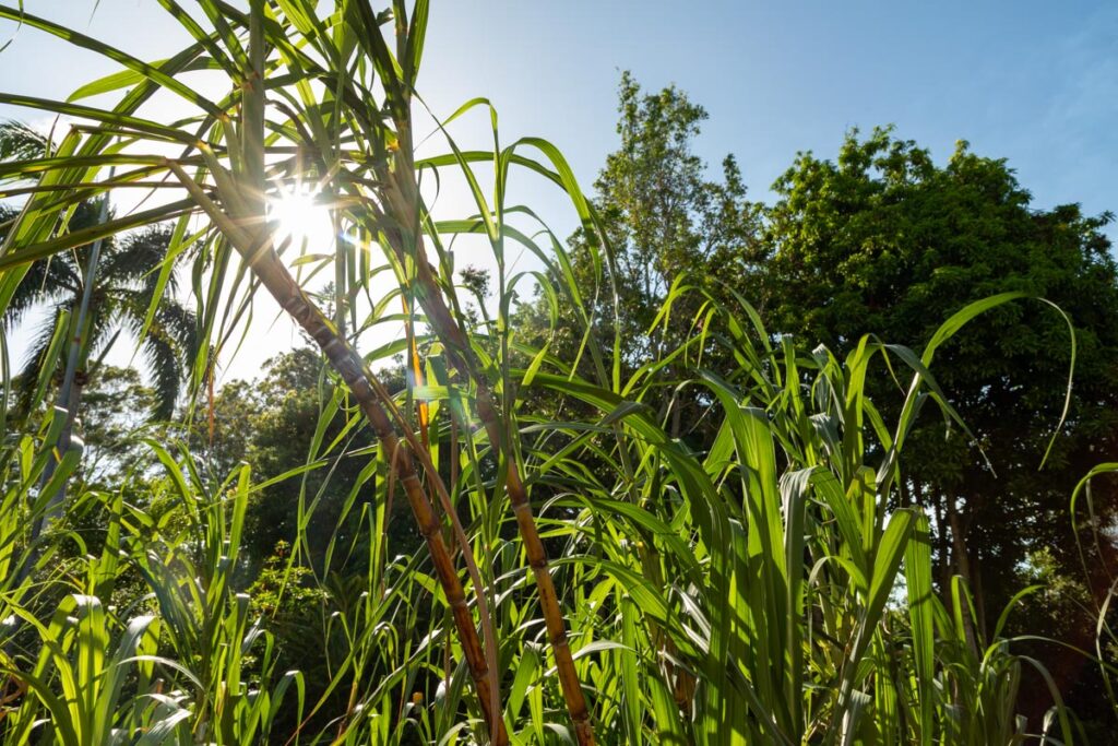 sugarcane Fairymead House Botanic Gardens