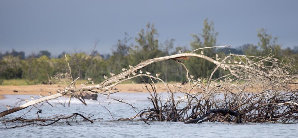 shorebirds roost trial