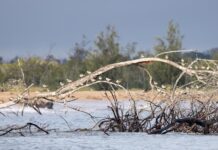 shorebirds roost trial