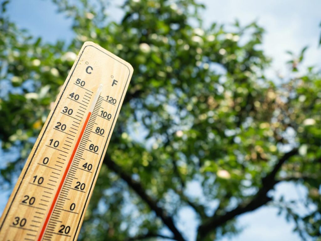 Wooden thermometer with red measuring liquid showing high temperature over 36 degrees Celsius on sunny day on background of apple tree. Concept of heat wave, warm weather, global warming, climate.