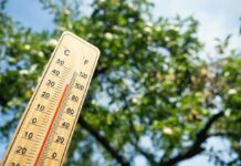 Wooden thermometer with red measuring liquid showing high temperature over 36 degrees Celsius on sunny day on background of apple tree. Concept of heat wave, warm weather, global warming, climate.