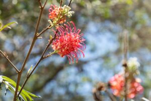 Explore our region: Wallum Walk at Bundaberg Botanic Gardens