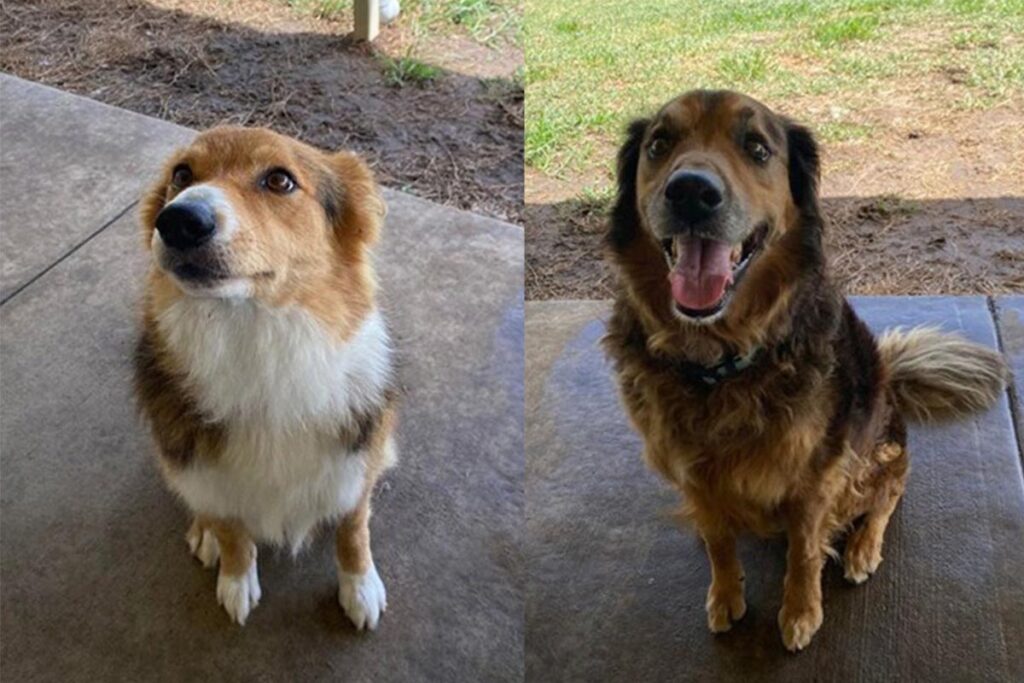 Max and Tig from Red Collar Rescue.